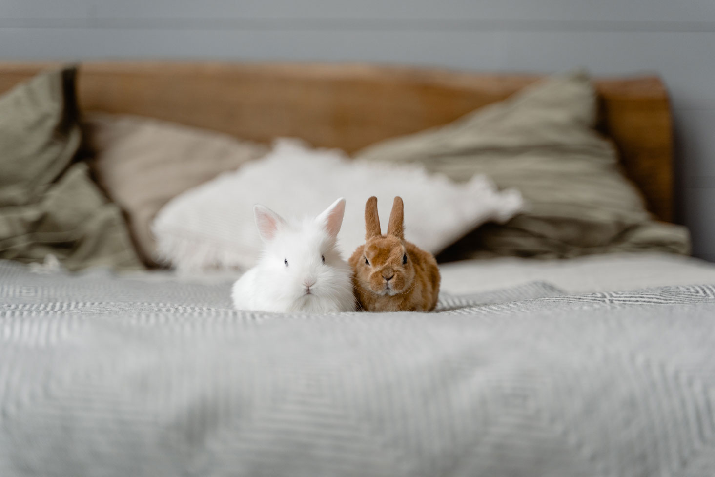 К чему снятся кролики во сне женщине. Спящие кролики фото. Rabbit sleeping. Rabbit sleeping in. Кролик смотрит на часы.